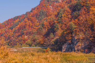 Obraz premium Trees in fall colors on side of mountain