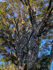 Hukutaia Domain ranks as one of Opotiki's main attractions. It is a 5 hectare remnant of extensive native forest with a Pururi tree important to Maori.