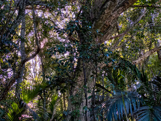 Fototapeta premium Hukutaia Domain ranks as one of Opotiki's main attractions. It is a 5 hectare remnant of extensive native forest with a Pururi tree important to Maori.