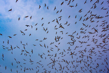 birds in flight las aves en vuelo siempre estan presentes en las playas de punta roquitas lima y el atardecer hermoso