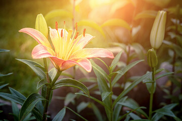 Obraz premium a blooming Lily flower in the garden at sunset. Close up