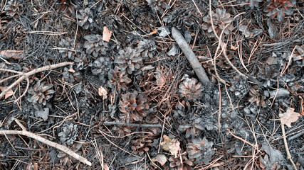 Pine forest after fire, texture. Burnt land, bumps and branches.