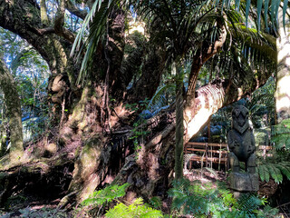 Hukutaia Domain ranks as one of Opotiki's main attractions. It is a 5 hectare remnant of extensive native forest with a Pururi tree important to Maori.