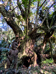 Fototapeta premium Hukutaia Domain ranks as one of Opotiki's main attractions. It is a 5 hectare remnant of extensive native forest with a Pururi tree important to Maori.