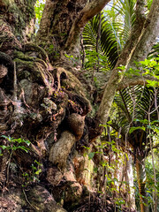 Hukutaia Domain ranks as one of Opotiki's main attractions. It is a 5 hectare remnant of extensive native forest with a Pururi tree important to Maori.