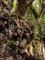 Hukutaia Domain ranks as one of Opotiki's main attractions. It is a 5 hectare remnant of extensive native forest with a Pururi tree important to Maori.