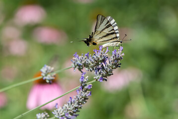 Obraz premium Beautiful butterfly Iphiclides Podalirius collects nectar on a sprig of lavender on a summer day