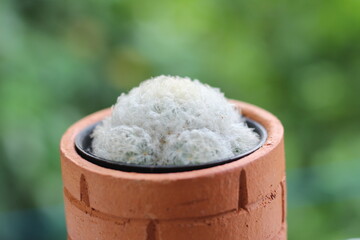 Cactus in a clay pot