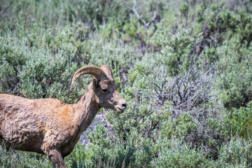 A female Bighorn Sheep in the field of Yellowstone National Park, Wyoming