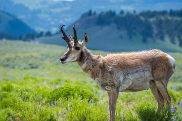 Pronghorn in the field of Yellowstone National Park, Wyoming