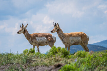 Pronghorn in the field of Yellowstone National Park, Wyoming