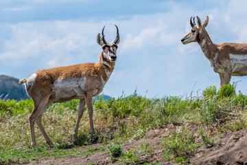 Pronghorn in the field of Yellowstone National Park, Wyoming