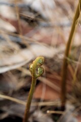 Bracken fern(Pteridium esculentum) emerging, South Australia