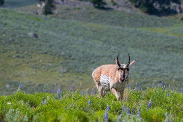 Pronghorn in the field of Yellowstone National Park, Wyoming