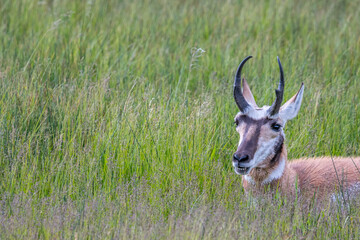 Pronghorn in the field of Yellowstone National Park, Wyoming