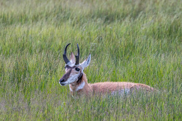 Pronghorn in the field of Yellowstone National Park, Wyoming