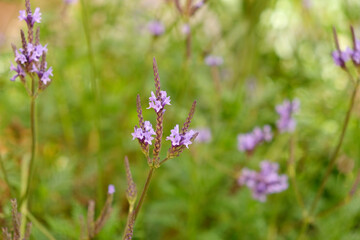 Lavender plant with flowers, very warm early evening light.