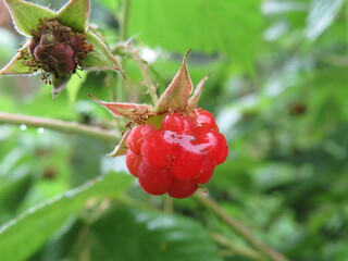 Raspberry growing on bush in a field