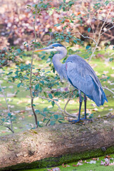 Great Blue Heron standing on a fallen tree in the Chesapeake and Ohio Canal National Historical Park.Maryland.USA