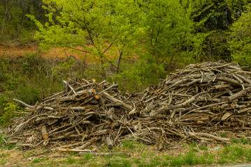 Pile of broken tree branches