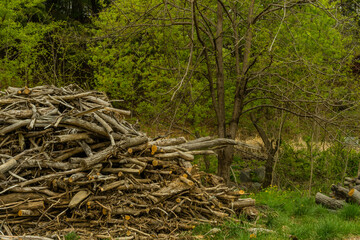 Pile of broken tree branches