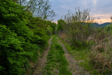 Fototapeta na wymiar One-lane path in wooded wilderness area under cloudy sky at sunset.