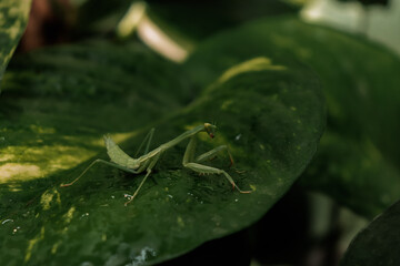 Bug