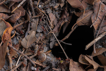 Ants