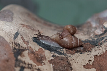 Snail 