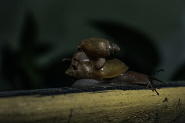Snails at night 