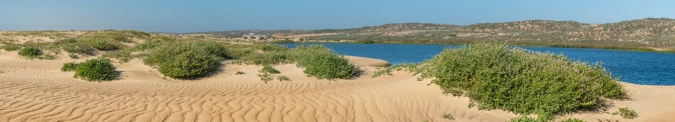 Sand beah, green hills, blue river, and native wildflowers in bloom. Guadalupe-Nipomo Dunes National Wildlife reserve, panorama