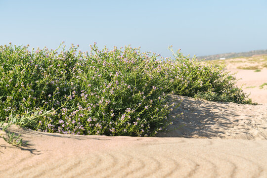 Sand dunes on the beach and Sea Rocket flowers in bloom, beautiful pink wildflowers growing on the sandy beach. Sea Rocket is a succulent - a low growing plant commonly found near sea or ocean.