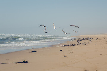 Flock of birds on the beach. Pelicans and seagulls. Stormy ocean waves, and clear blue sky on background