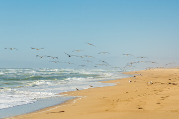 Seascape and flock of birds. Pelicans and seagulls, and beautiful  ocean waves on background