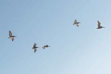Flock of flying pelicans with clear blue sky on background