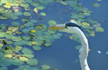 Grey heron is standing against backdrop of the surface of water with yellow water lilies. Upper body.