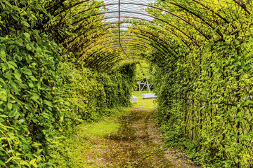 Pathway through tunnel of vines.