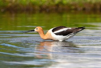 An American Avocet in side profile foraging in a wetland environment, sifting through food in the water with its tongue wrapped around its beak.