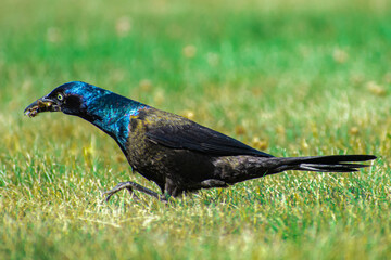 watching bird wild life