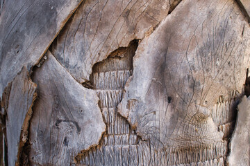 This unique photo shows the rustic gray texture of a palm tree trunk. the picture was taken in thailand
