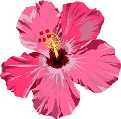 Isolated pink hibiscus flower with red center