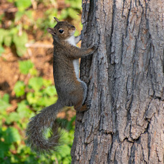 squirel climbing tree 