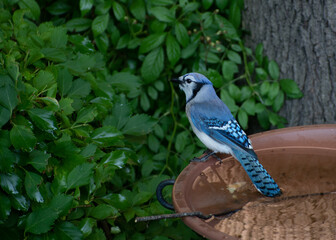 blue jay watching bird