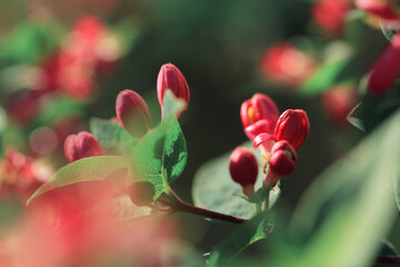 little pink flowers bud on branch