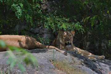 Fototapeta na wymiar 2020-07-10 A LOINESS LYING ON A LARGE BOULDER IN THE SHADE AVOIDING THE HEAT OF THE MID DAY