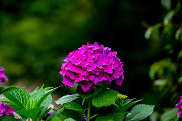宝山のアジサイ
