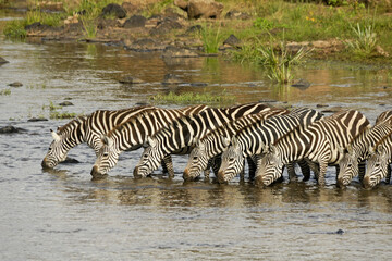 Fototapeta na wymiar Burchell's (common or plains) zebras drinking in Mara River, Masai Mara Game Reserve, Kenya