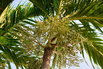 This unique photo shows a palm tree photographed from the bottom up with its fruit and green leaves on a sunny noon
