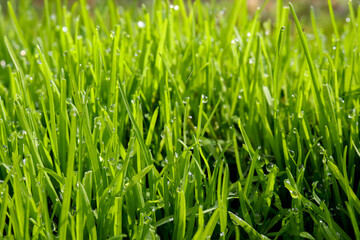 césped verde con gotas de rocío