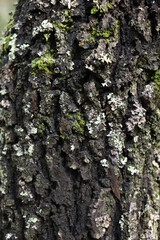 textura de tronco leñoso con musgos 